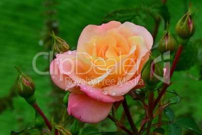 Lachsfärbige Rose mit Knospen