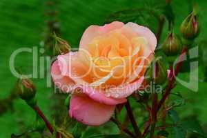 Lachsfärbige Rose mit Knospen