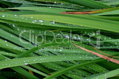 Wassertropfen auf Gras