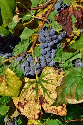 Weintraube und Herbstblätter