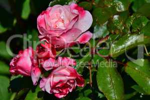 Rosenblüten mit Wassertropfen