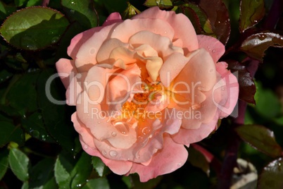 Wasserperlen auf lachsfärbiger Rose
