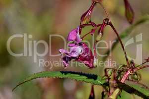 Drüsiges Springkraut (Impatiens glandulifera)