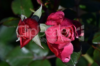 Wassertropfen auf roten Rosen