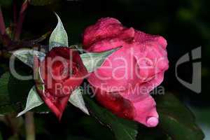 Rote Rosen mit Wasserperlen