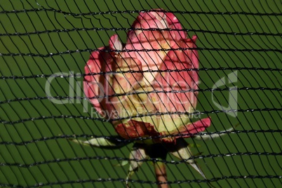 Beschützte Rose