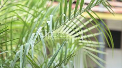 Palmenblätter Nahaufnahme