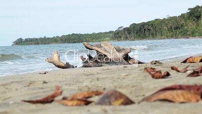 Einsamer Strand mit Treibholz in Costa Rica
