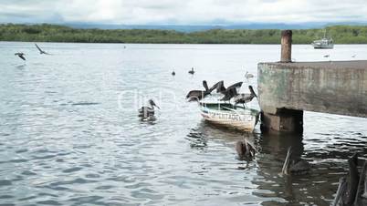 Pelikane auf Boot und im Wasser