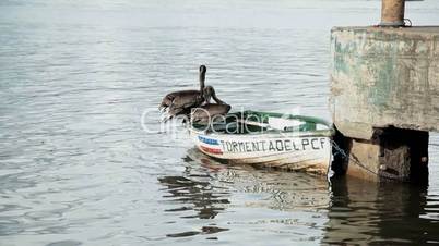 Pelikane sitzten auf Boot und fliegen weg