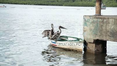 Pelikane sitzen auf Boot
