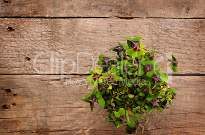 Clover on rustic wood