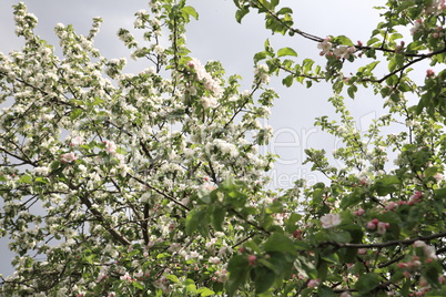 Apple Flower at Spring