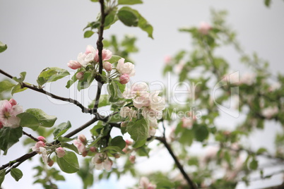 Apple Flower at Spring