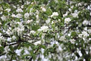 Apple Flower at Spring