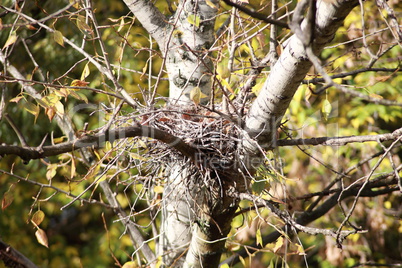 convolute nest on tree