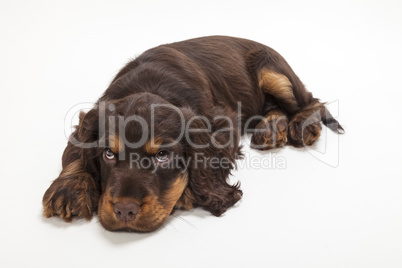 Cute Cocker Spaniel Puppy Dog Laying down