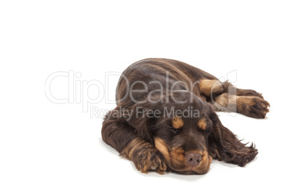 Cute Cocker Spaniel Puppy Dog Sleeping