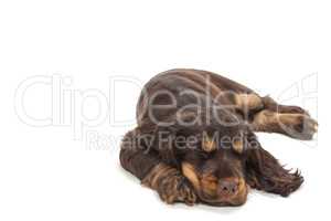 Cute Cocker Spaniel Puppy Dog Sleeping