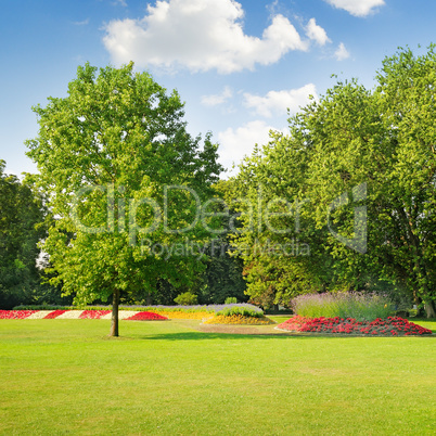 summer park with a beautiful flower bed