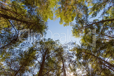 Looking cedar forest .