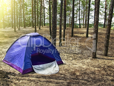 tourist tent in the summer pine forest