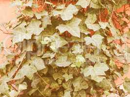 Retro looking Ivy leaves