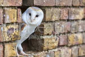 Barn Owl Looking Out of a Hole in a Wall