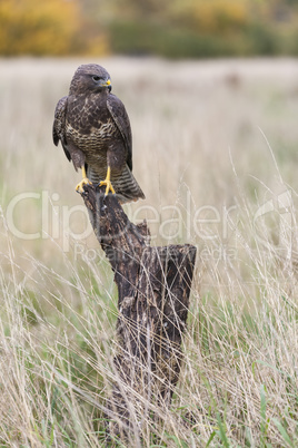 Buzzard sitting on a Tree Stump