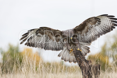 Buzzard Landing on a Tree Stump