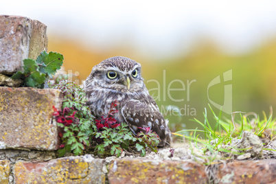Little Owl Sitting On a Wall