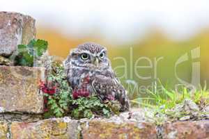 Little Owl Sitting On a Wall