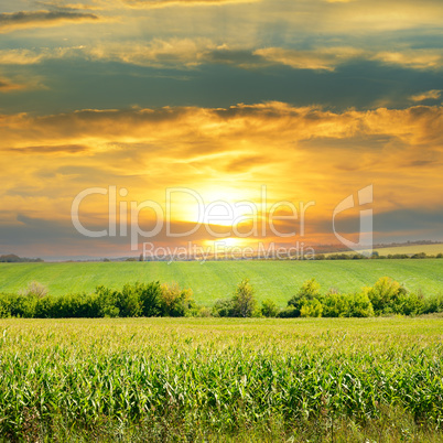 corn field and sunrise on blue sky