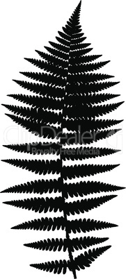 Fern frond black silhouette. Vector illustration. Forest concept.