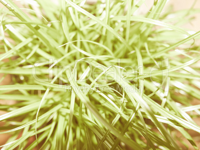 Retro looking Grass meadow weed