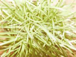 Retro looking Grass meadow weed