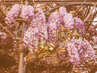 Retro looking Wisteria