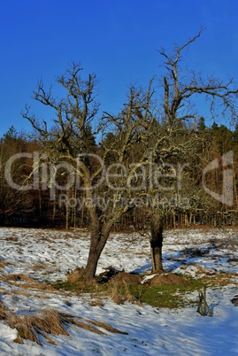 Zwei dürre Birnbäume im Winter
