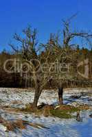 Zwei dürre Birnbäume im Winter