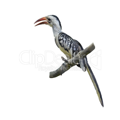 Western Red-billed Hornbill