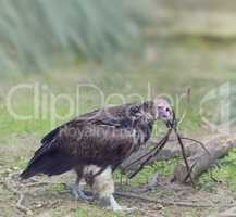 Lapped Faced Vulture