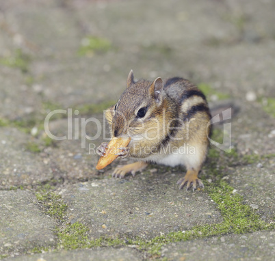 Chipmunk,Close Up