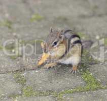 Chipmunk,Close Up