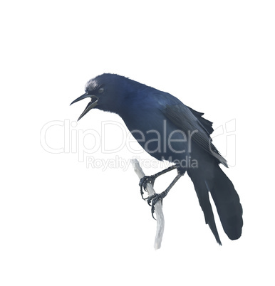 Grackle Perched on a Branch