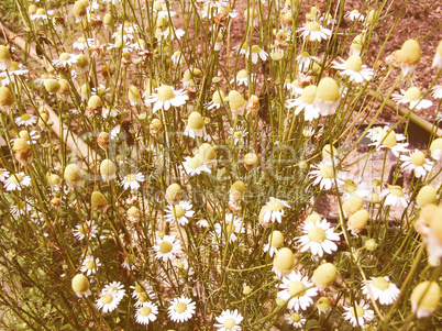 Retro looking Chamomile picture