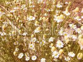 Retro looking Chamomile picture