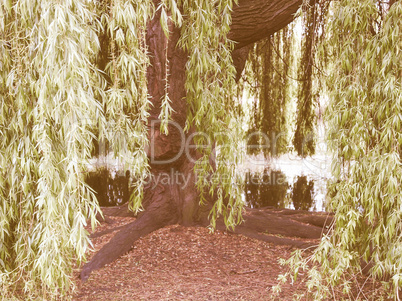 Retro looking Weeping Willow