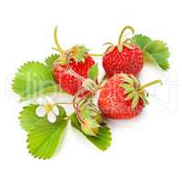 strawberries and green leaves isolated on white background