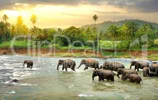 Elefants in river