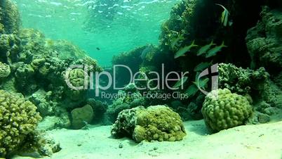 Сoral reef, Marine life,